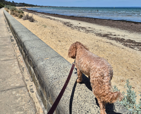 Spaziergang mit dem Hund Spaziergang mit dem Hund