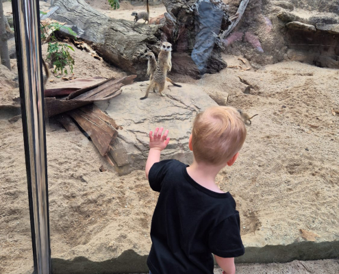 Im Melbourne Zoo 2 Im Melbourne Zoo 2