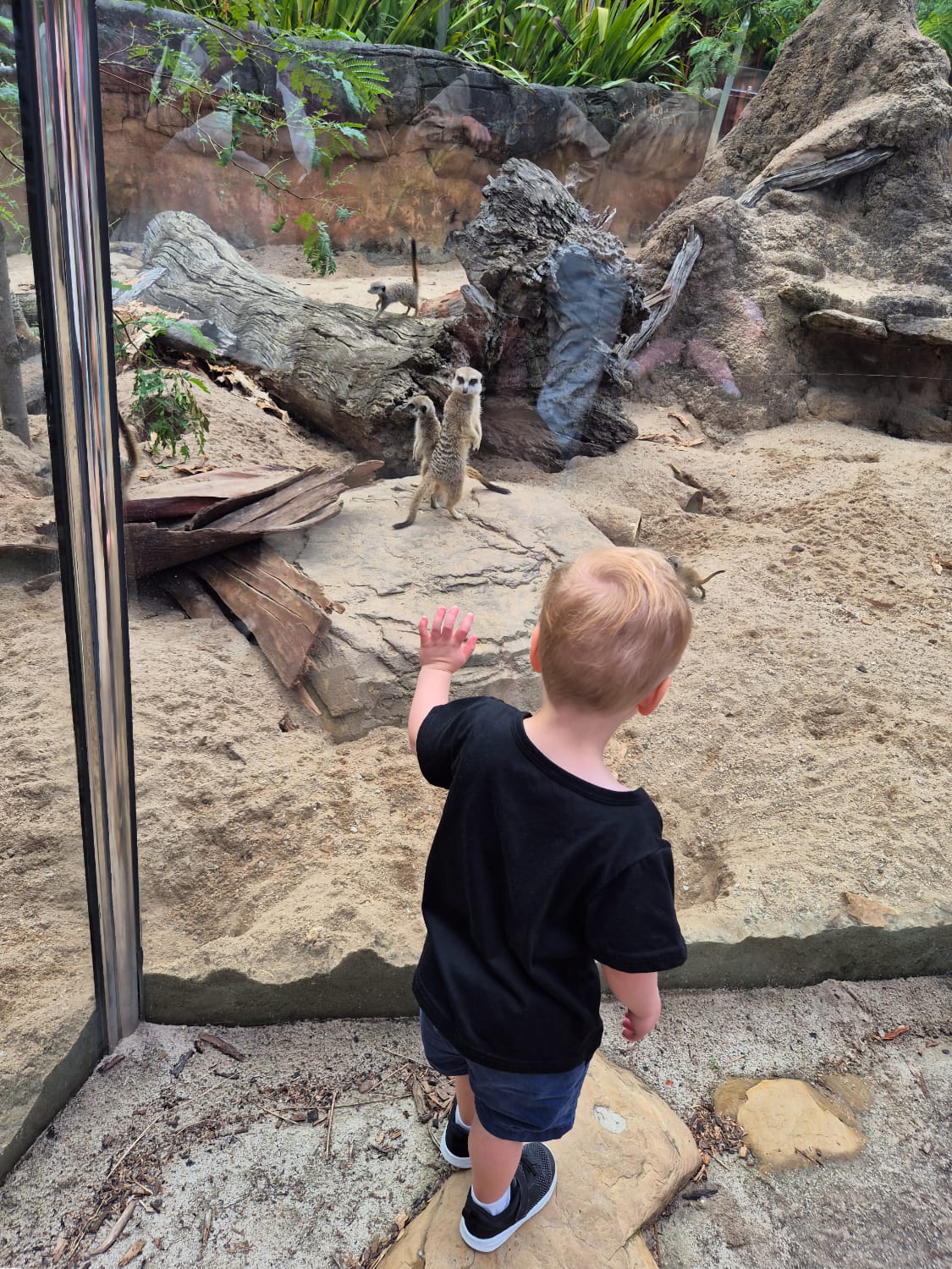 Im Melbourne Zoo 2 Im Melbourne Zoo 2